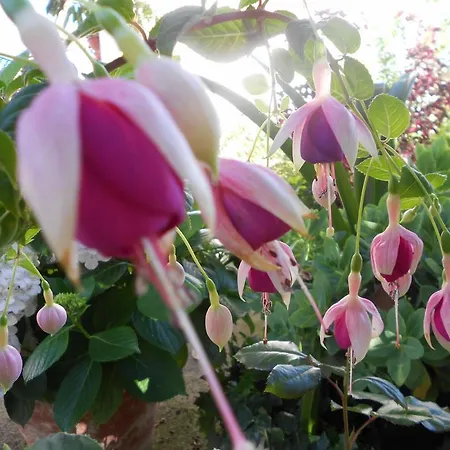 Ferienhaus Casa Rural Isabel *