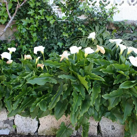 Ferienhaus Casa Rural Isabel Vilaflor