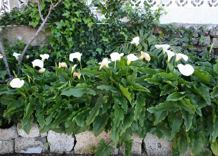 Feriehus Casa Rural Isabel Vilaflor
